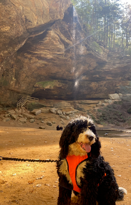 Pet Friendly Hiking Trails, Cabins, and Restaurants